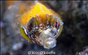 Tiger Pipefish, Filicampus tigris by Kris O'keeffe 
